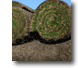 Sod Installation